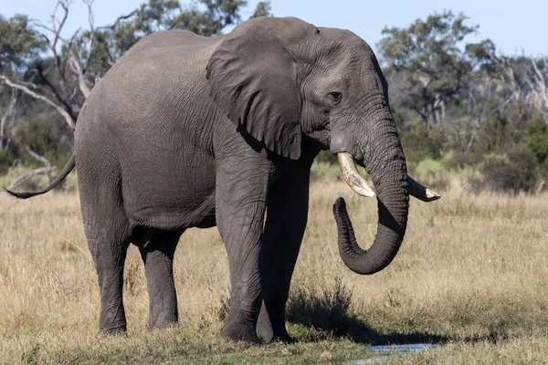 Elefante africano - Botswana - Africa — Foto Stock