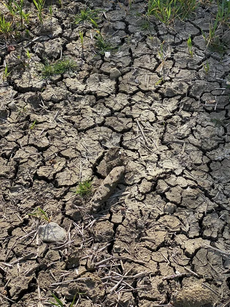 低降雨量造成的破碎的土地和作物歉收 — 图库照片