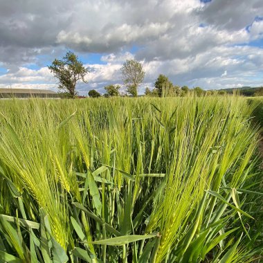 Birleşik Krallık 'ın Kuzey Yorkshire kırsalında arpa ekili tarım arazisi.