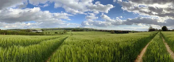 Terreno Agrícola Con Cultivo Cebada Campo Yorkshire Del Norte Reino —  Fotos de Stock
