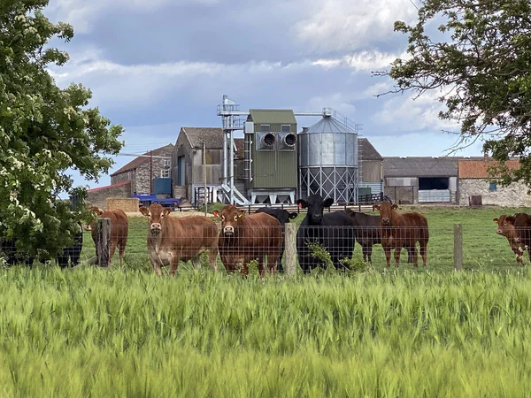 Farm buildings and cattle on agricultural land with a crop of barley in the countryside of North Yorkshire in the United Kingdom