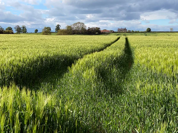 Agricultural land with a crop of barley in the countryside of North Yorkshire in the United Kingdom