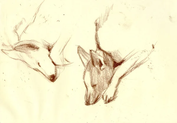 Bir el çizilmiş resim, illüstrasyon - bir köpek — Stok fotoğraf