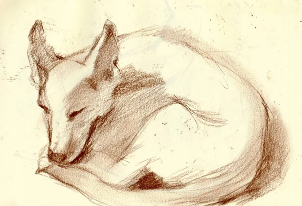 Un disegno disegnato a mano, illustrazione - un DOG — Foto Stock