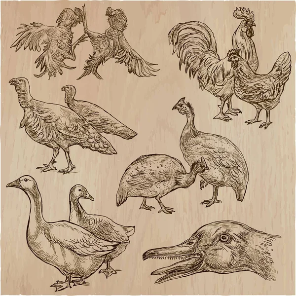 Animais de exploração, aves - um pacote de vectores desenhado à mão, recolha . —  Vetores de Stock