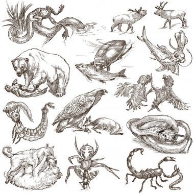 Animals in action, Predators - An hand drawn full sized illustra