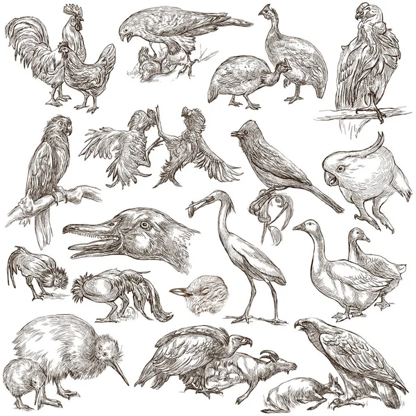 Ptáci. Zvířata celého světa - ručně kreslenou plné velikosti balení. — Stock fotografie