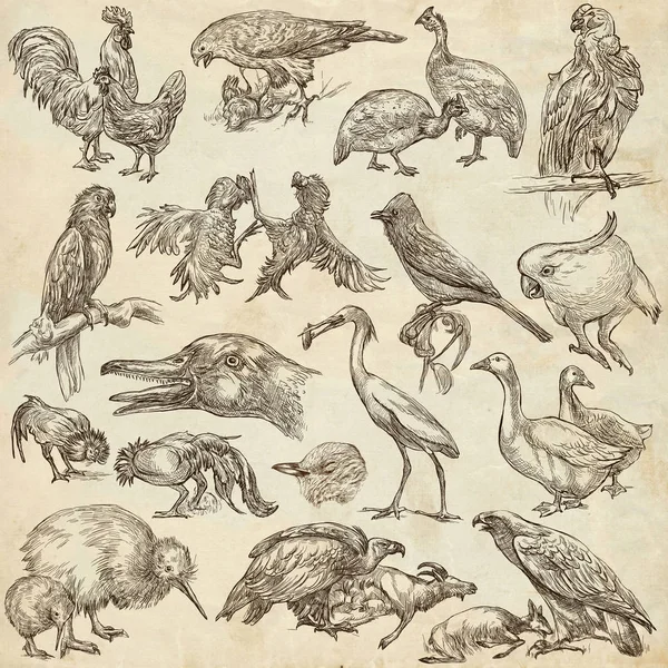 Kuşlar. Tam boyutlu hayvanların dünyada - bir elle çizilmiş paketi. — Stok fotoğraf