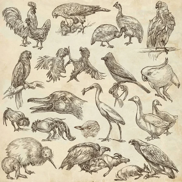 Des oiseaux. Animaux autour du monde - Un paquet de taille pleine dessiné à la main . — Photo