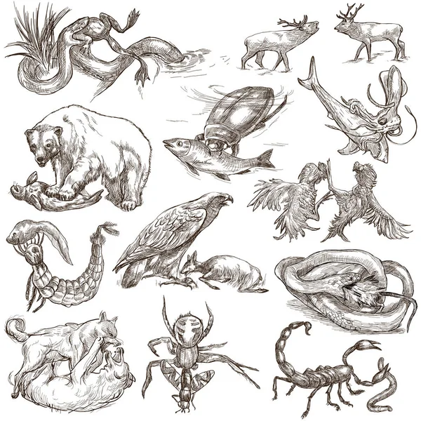 Állatok akcióban, ragadozók - egy kézzel rajzolt teljes méretű Illustra-hoz — Stock Fotó