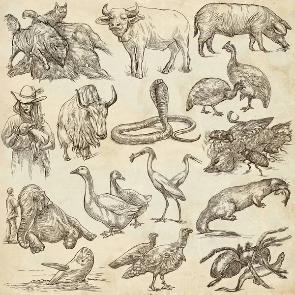 Animals around the World - An hand drawn full sized pack. Line a Stock Image