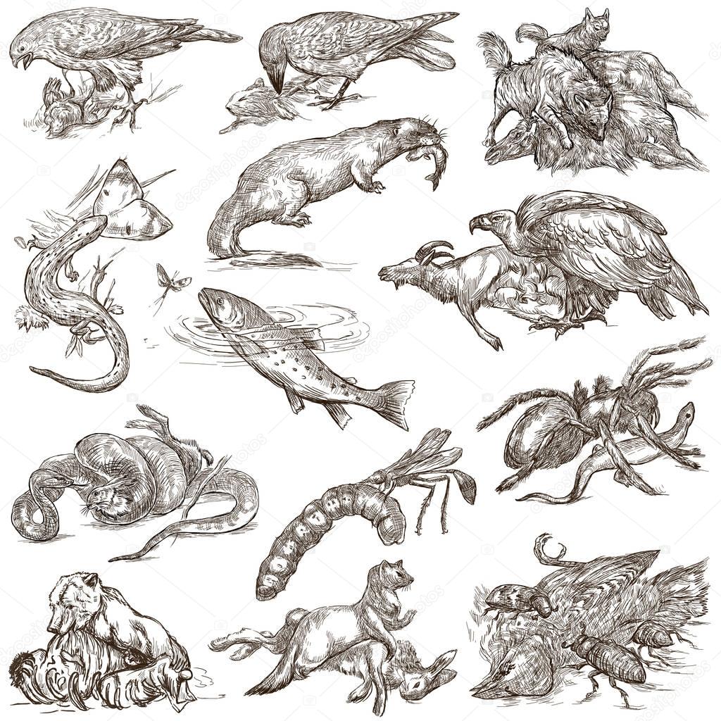 Animals in action, Predators - An hand drawn full sized illustra