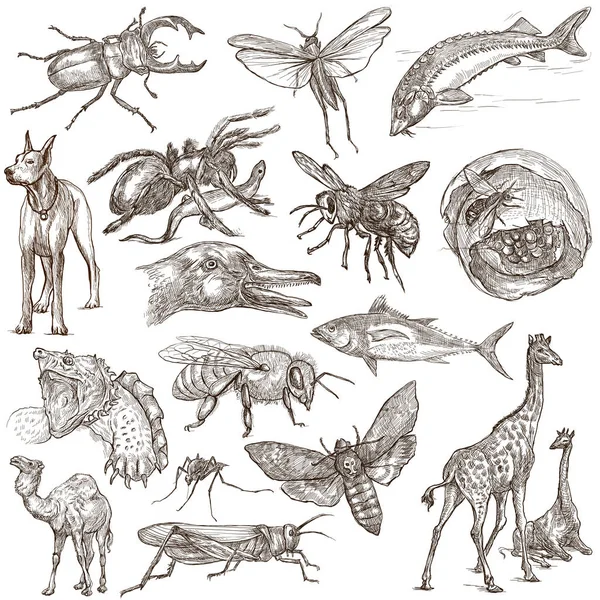 Zvířata celého světa - ručně kreslenou plné velikosti balení. Ruční d — Stock fotografie