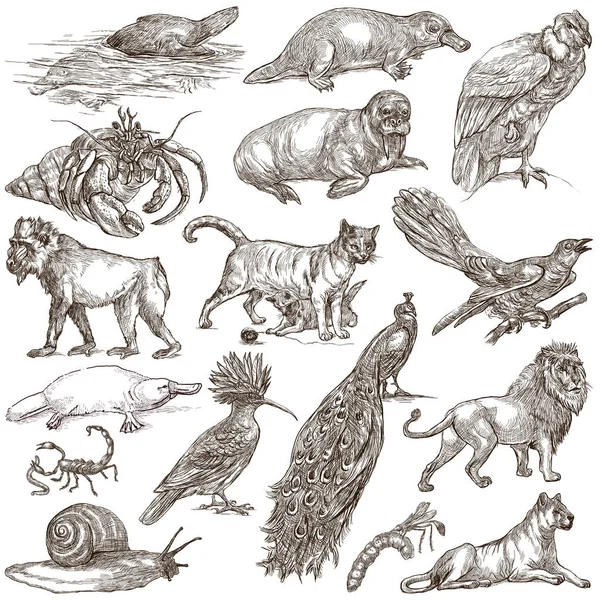 Animals around the World - An hand drawn full sized pack (en inglés). Mano d —  Fotos de Stock