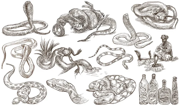 Állatok a világ minden tájáról. Kígyók. Egy kézzel rajzolt teljes méretű csomag. — Stock Fotó