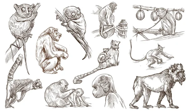 Animais em todo o mundo. Macacos e Macacos. Uma mão desenhada completo s — Fotografia de Stock