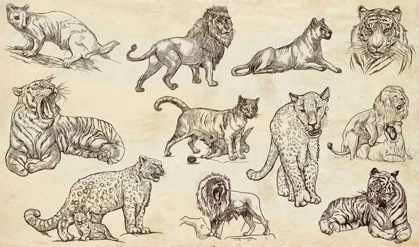 Animals around the World. CATS. An hand drawn full sized pack. L