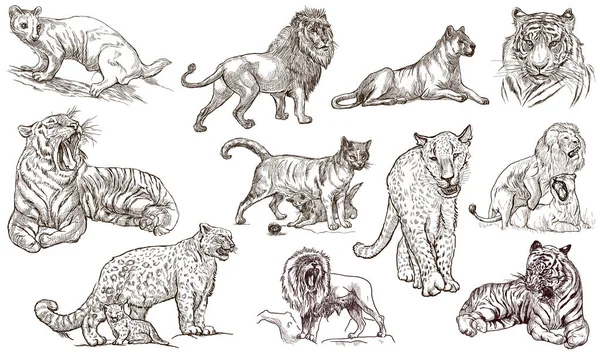 Animais em todo o mundo. CATS. Um maço de tamanho normal desenhado à mão. L — Fotografia de Stock