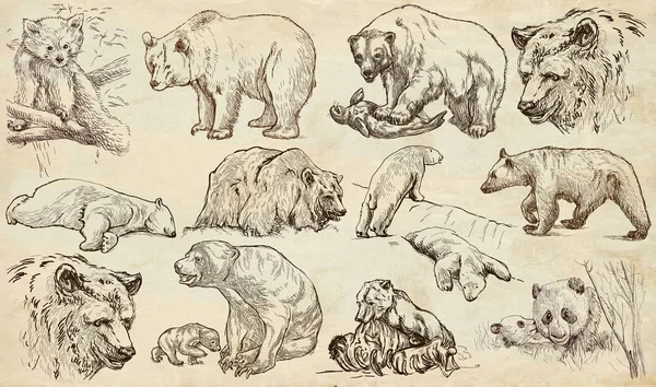 Zvířata celého světa. Medvědi. Ručně tažené plné velikosti balení. — Stock fotografie