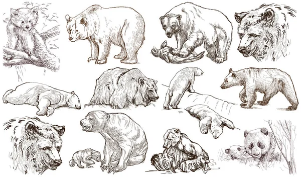 Des animaux du monde entier. Des ours. Un paquet plein format dessiné à la main . — Photo