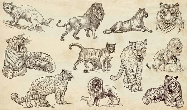 Animals around the World. CATS. An hand drawn full sized pack. L Stock Image