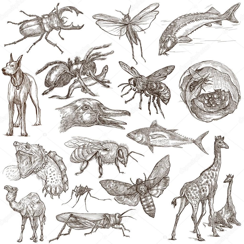 Animals around the World - An hand drawn full sized pack. Hand d