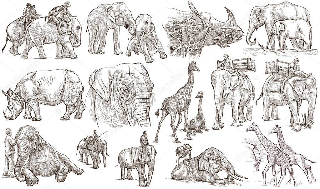 Animals around the World. Big and heavy. An hand drawn full size