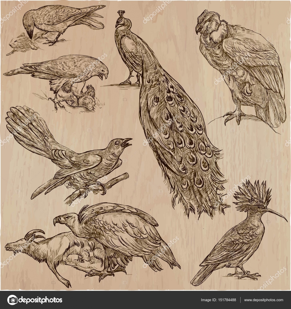 Vogel Bild: Vogel Strichzeichnung Einfach