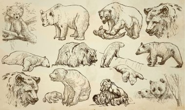 Ayılar - bir elle çizilmiş vektör paketi, Hat sanatı