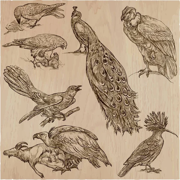 AVES - Um pacote vetorial desenhado à mão, arte de linha — Vetor de Stock