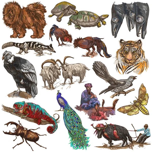 Egy kézzel rajzolt teljes méretű színes gyűjtemény pack állatok. Van — Stock Fotó