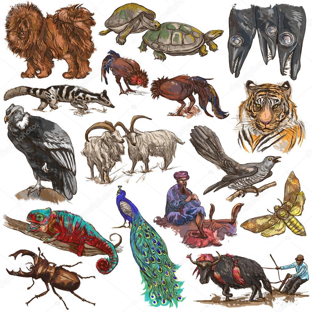 An hand drawn full sized colored collection, pack of animals. Is