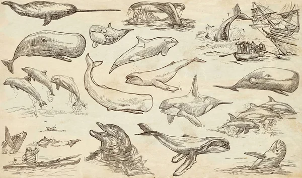 鲸目动物，鲸类-手绘包，写意素描-福 — 图库照片