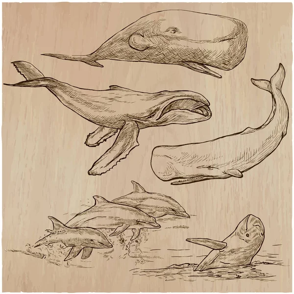 Cetaceans, Cetace แพ็คที่วาดด้วยมือ, ภาพวาดเวกเตอร์ — ภาพเวกเตอร์สต็อก