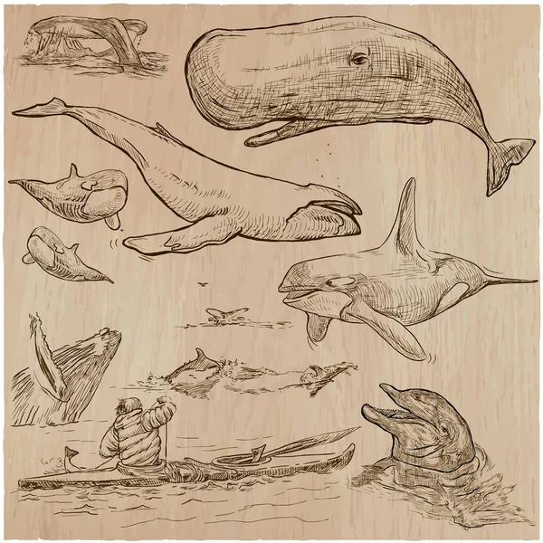 Cetaceans, Cetacea - แพ็คที่วาดด้วยมือ, ภาพวาดเวกเตอร์ — ภาพเวกเตอร์สต็อก