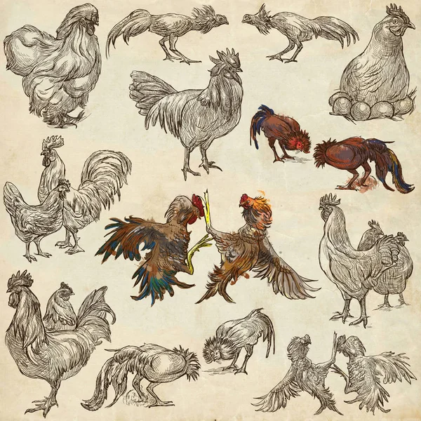 家禽 - 手描きによる大型パック。O のスケッチ — ストック写真