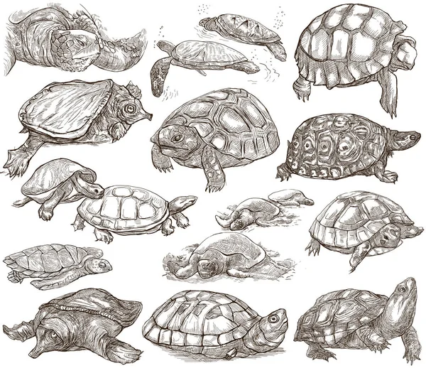 Turtles - collection of hand drawings, freehand sketches on whit