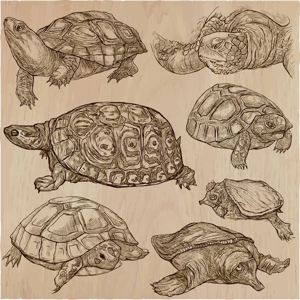 Turtles - Una colección de vectores dibujados a mano. Tortuga. Conjunto de mano — Vector de stock