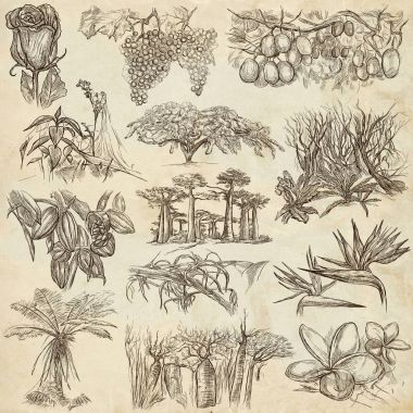 çiçekler ve ağaçlar - dünya çapında bir elle çizilmiş koleksiyonu, f