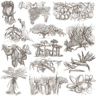 çiçekler ve ağaçlar - dünya çapında bir elle çizilmiş koleksiyonu, f