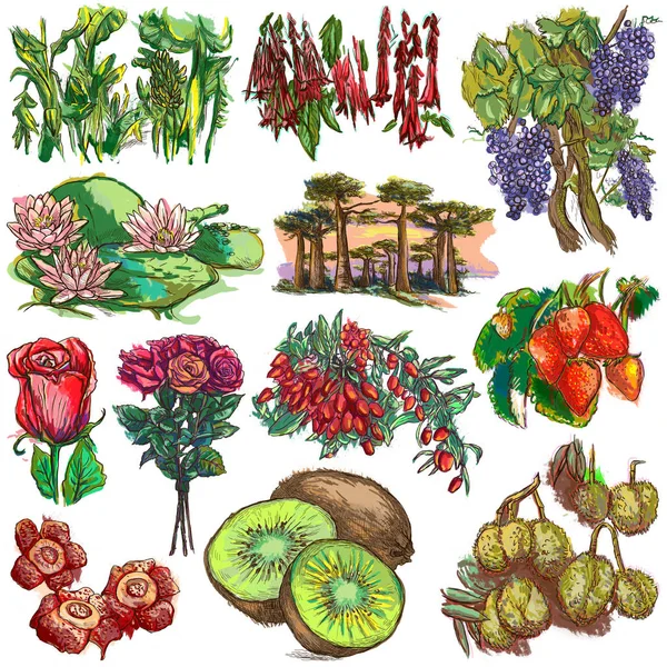 Flores y árboles de todo el mundo - una colección dibujada a mano, f —  Fotos de Stock