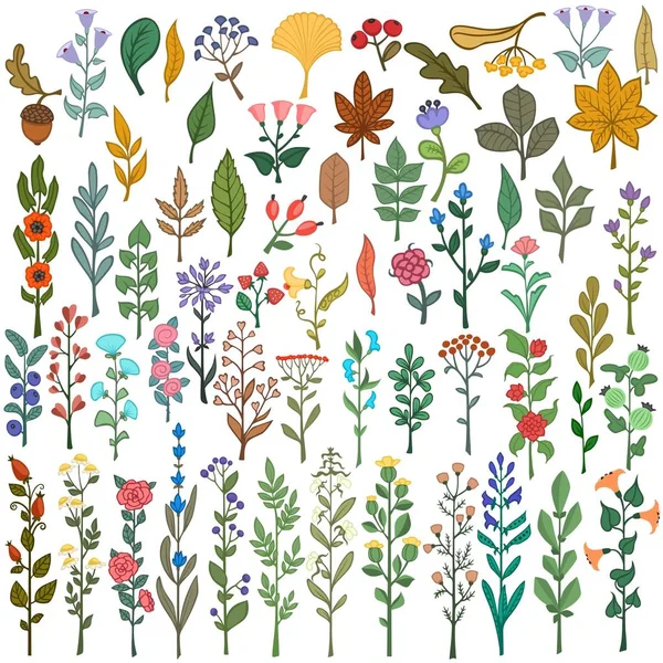 Collection of vector colorful floral elements, flowers, leaves, berries and branches — Stock Vector