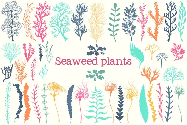 Sea plants and aquarium seaweed vector set. — Stock Vector