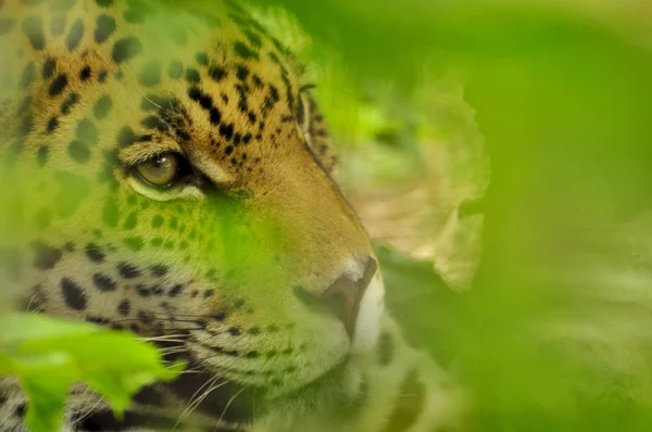 Jaguar Adulte Caché Dans Feuillage Jungle Amazonienne — Photo