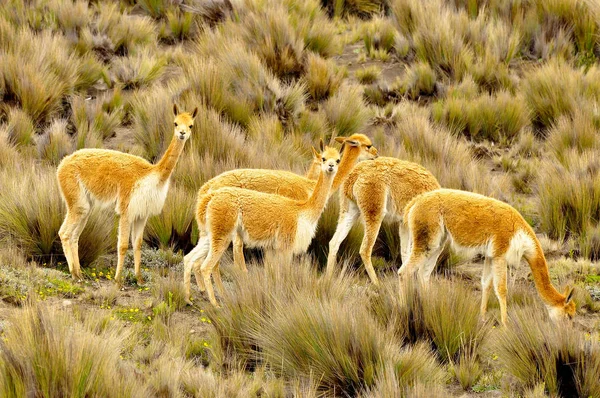 Een Groep Vicunas Hooglanden Van Zuid Amerika — Stockfoto