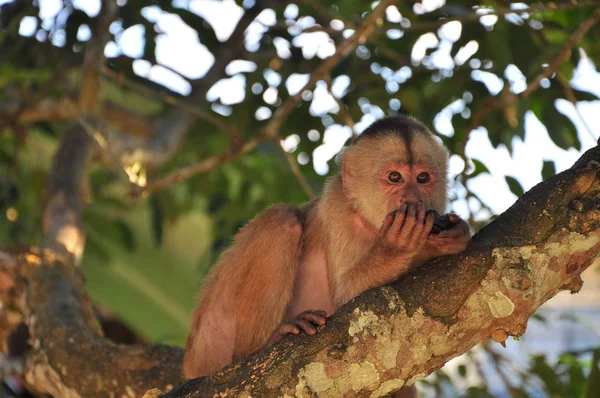 Μια Μαϊμού Καπουτσίνο Κάθεται Ένα Δέντρο Στην Περιοχή Του Αμαζονίου — Φωτογραφία Αρχείου