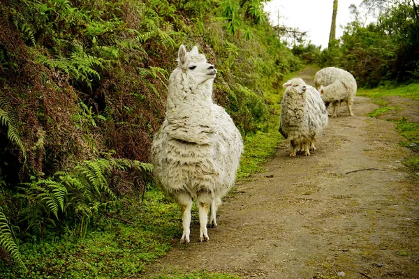 Tre Alpaca Che Camminano Lungo Una Strada Sterrata — Foto Stock