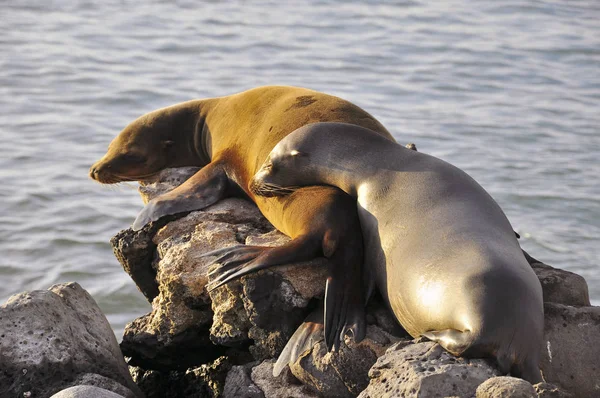 Dos Lobos Marinos Yacen Sobre Una Roca Volcánica Las Islas — Foto de Stock