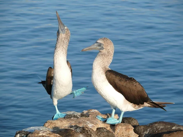 Modronohé Kozičky Námluvách Galapágách Ekvádor — Stock fotografie