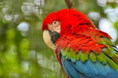 Kırmızı bir papağanın yakın çekimi.